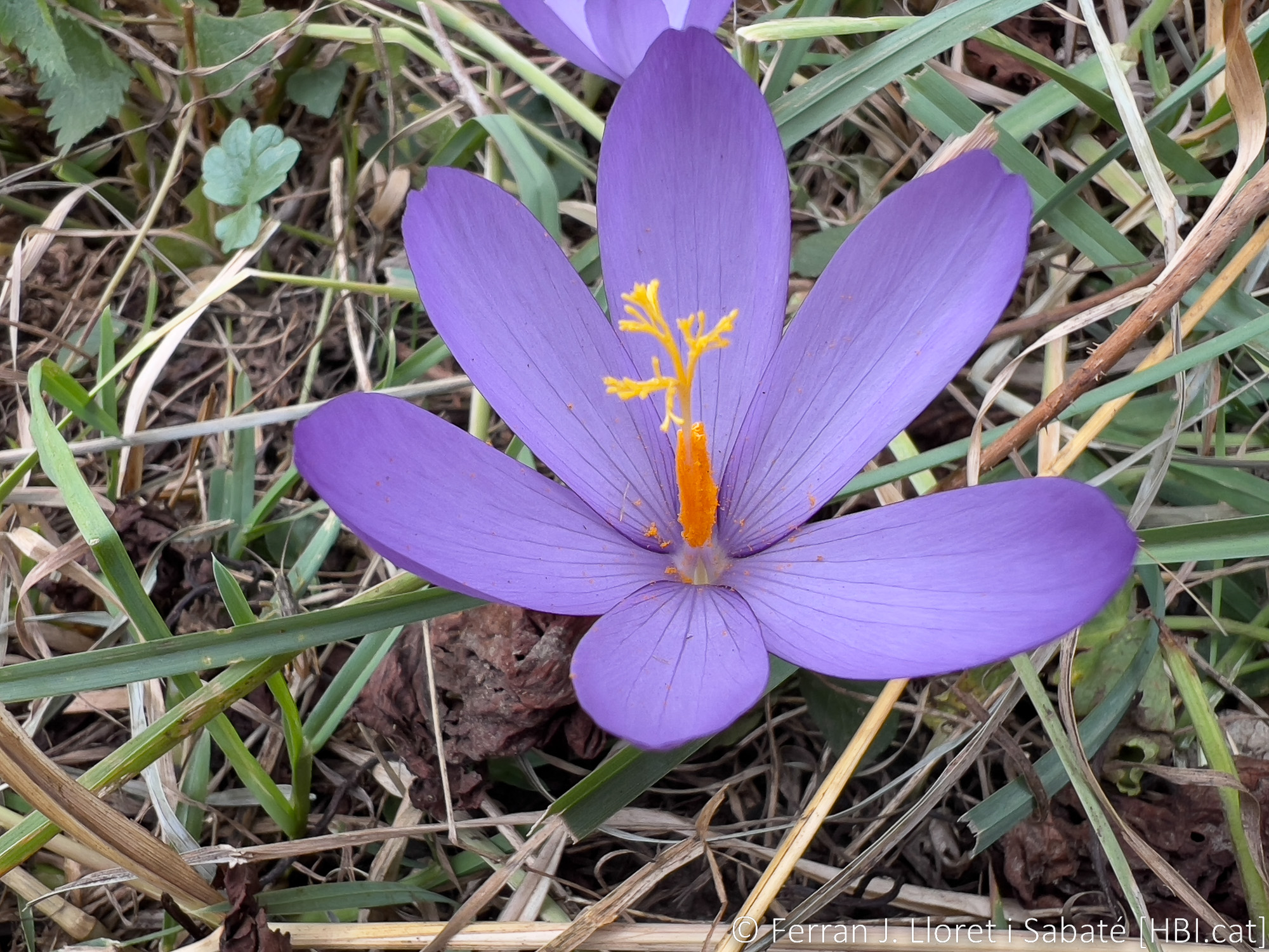 Crocus nudiflorus,