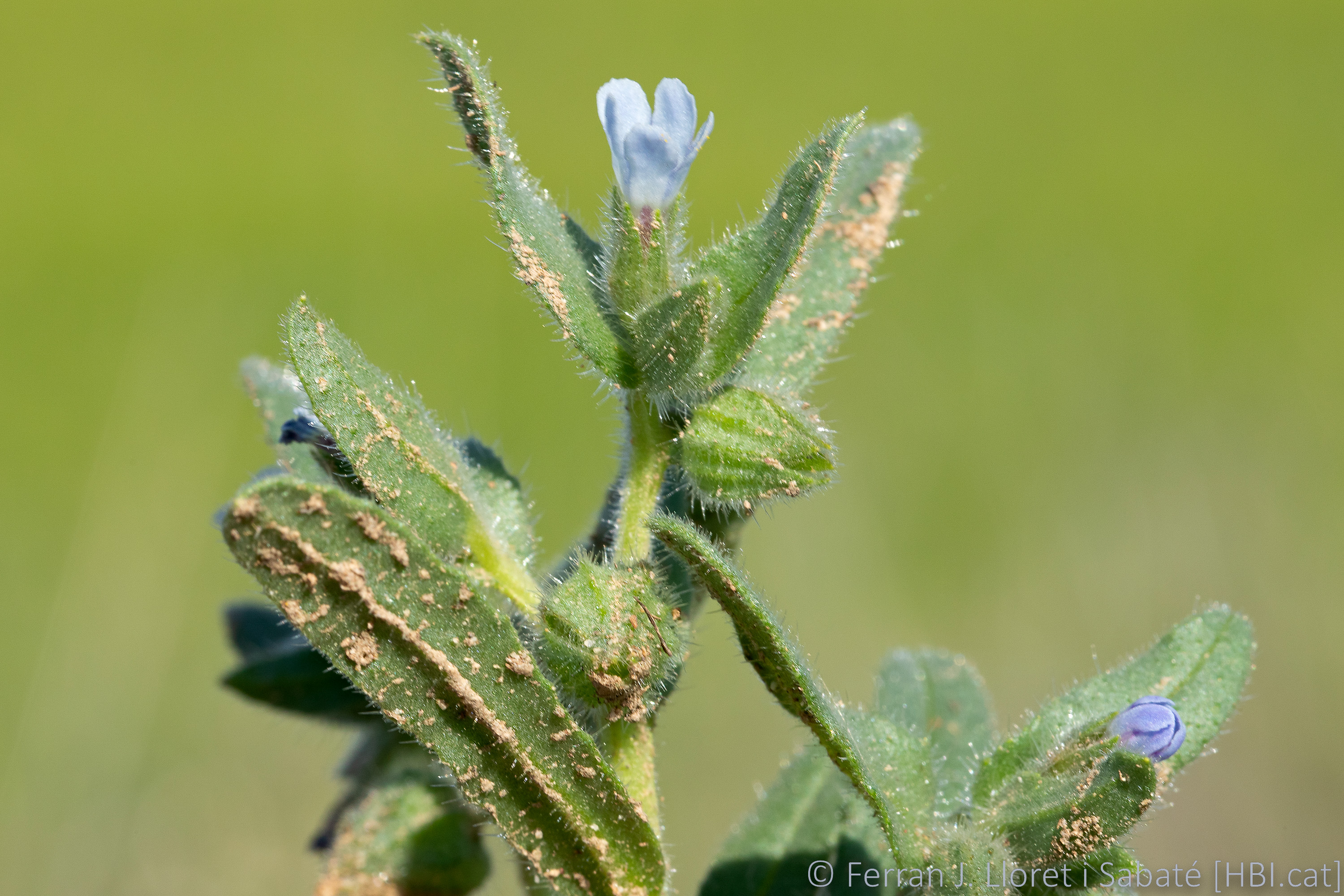 Nonea micrantha,