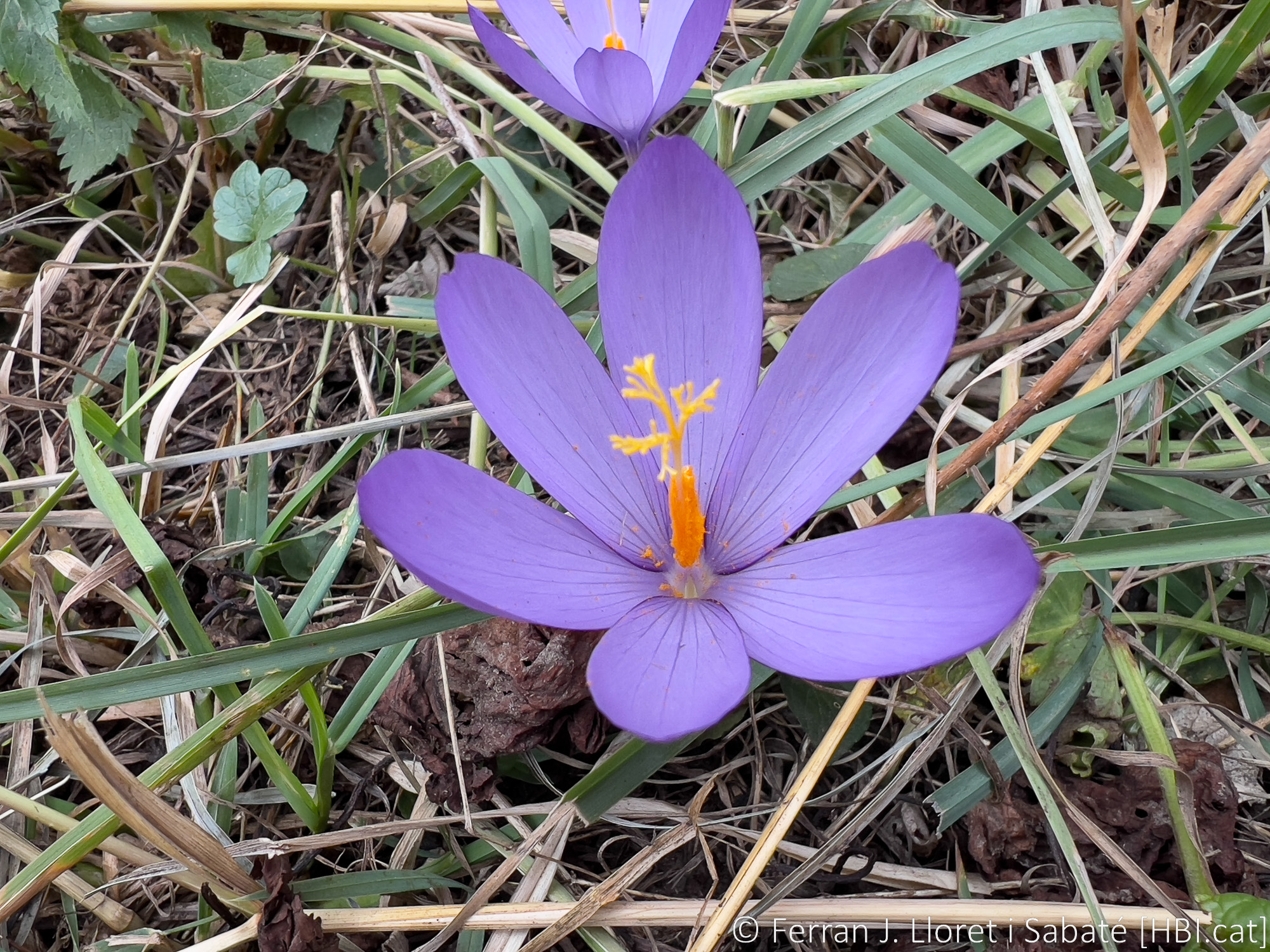 Crocus nudiflorus,