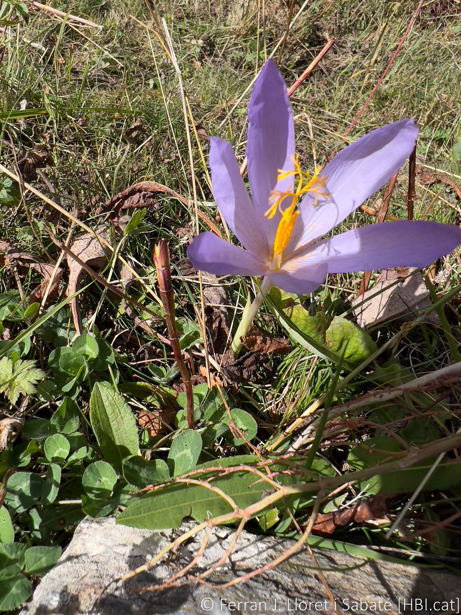 Crocus nudiflorus,