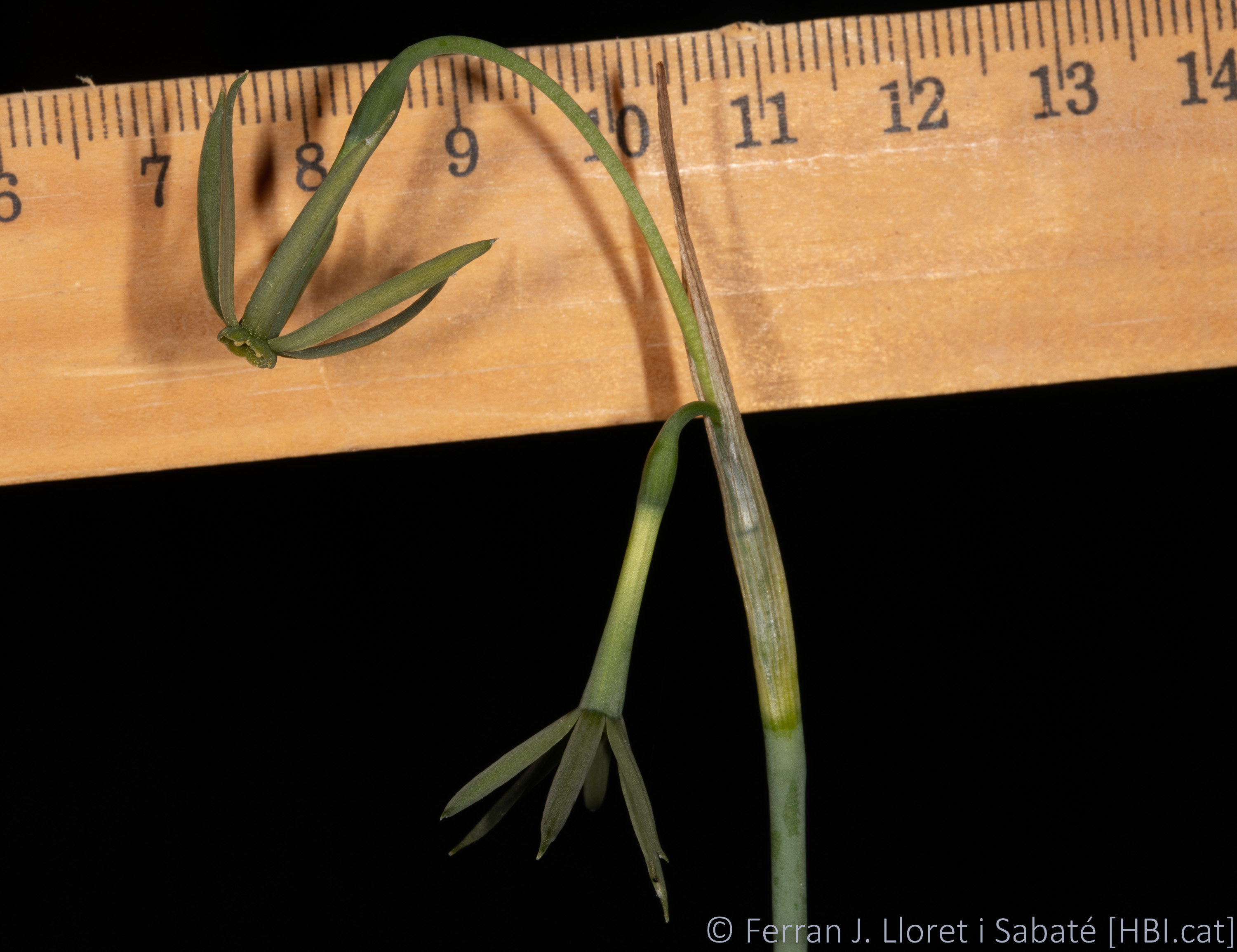 Narcissus viridiflorus,