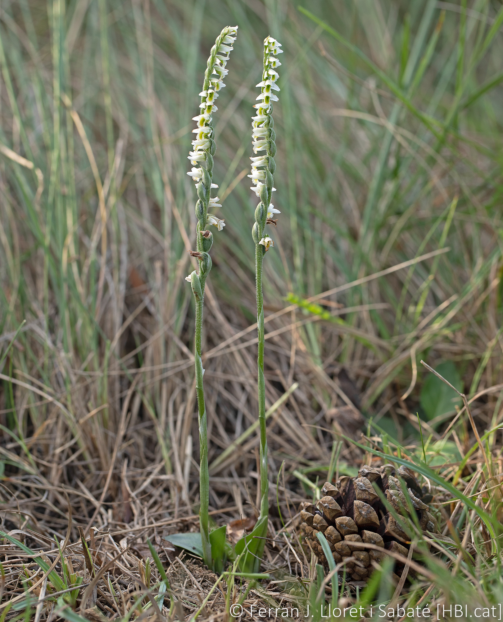 Spiranthes spiralis,