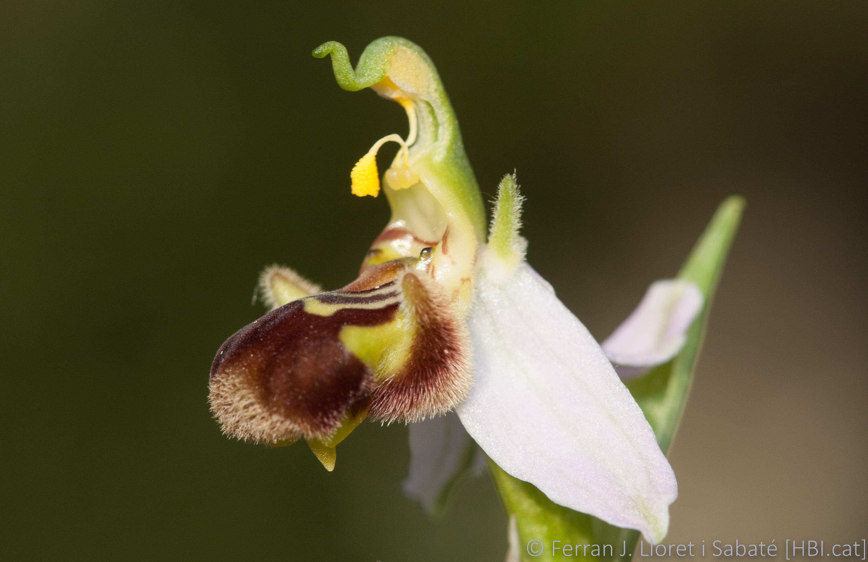 Ophrys apifera,