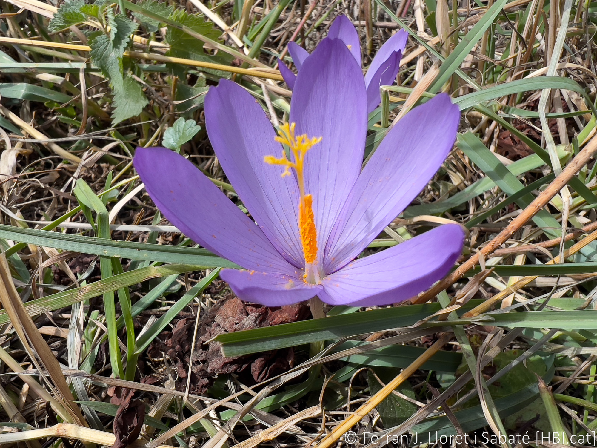 Crocus nudiflorus,