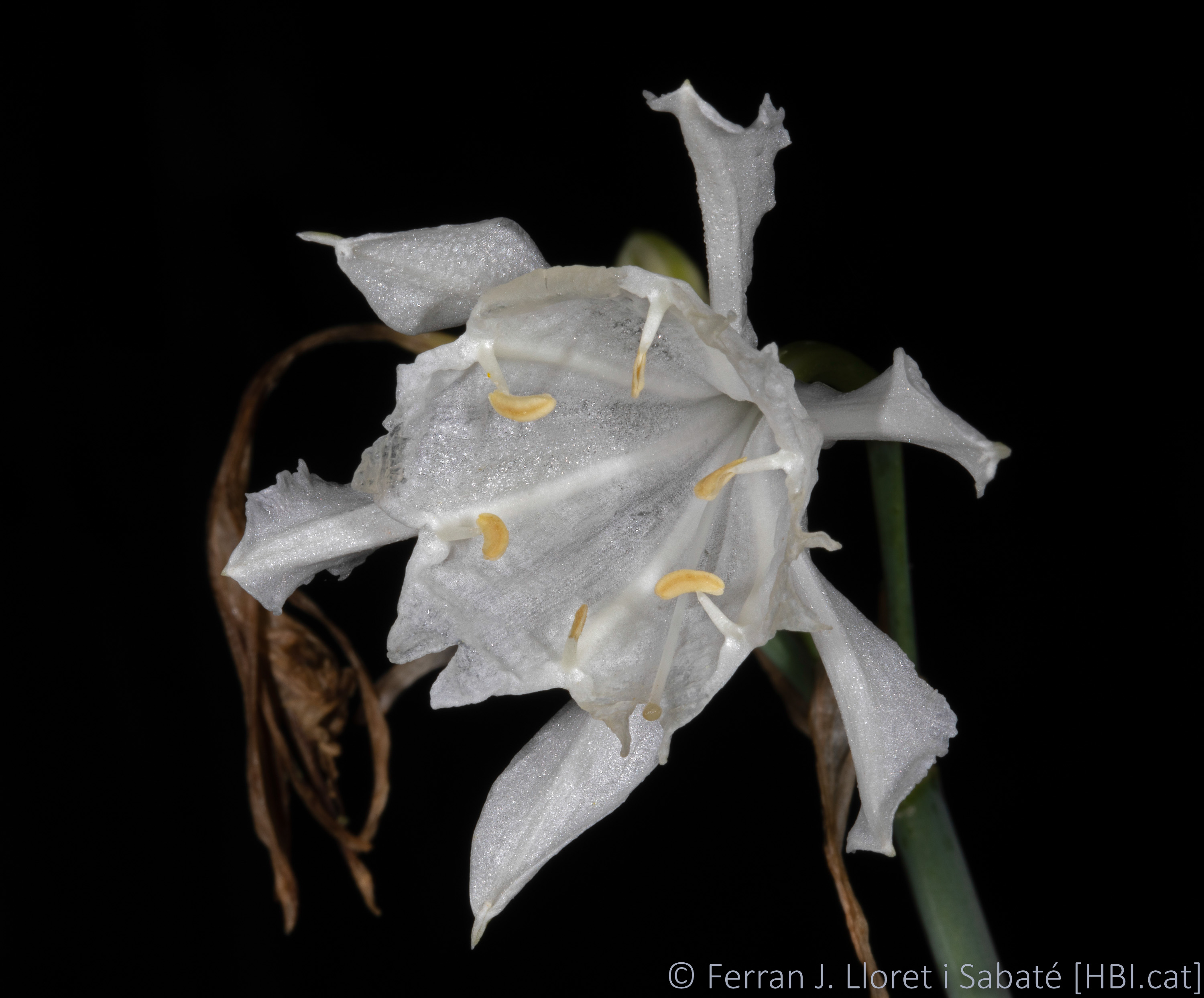 Pancratium foetidum,