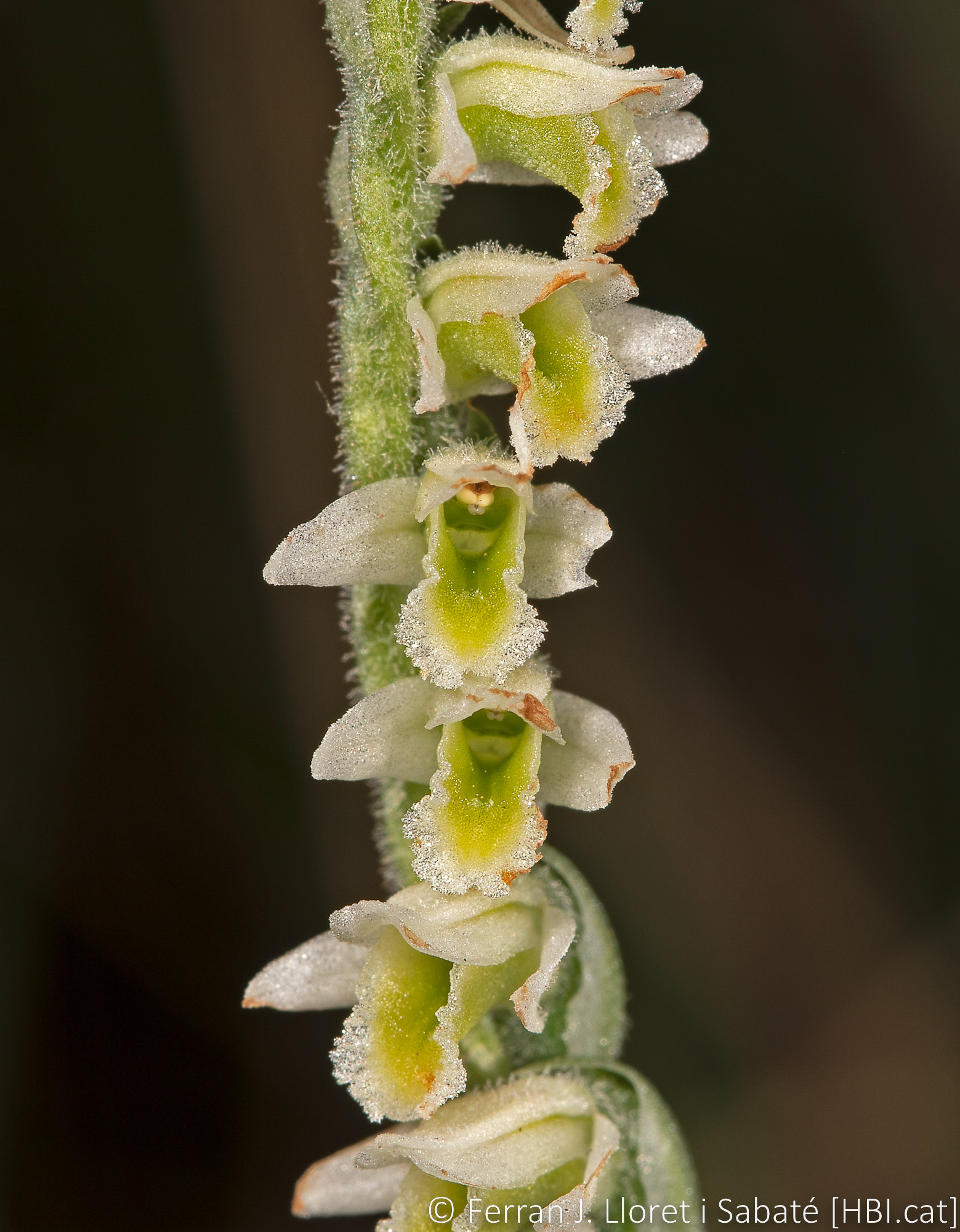 Spiranthes spiralis,