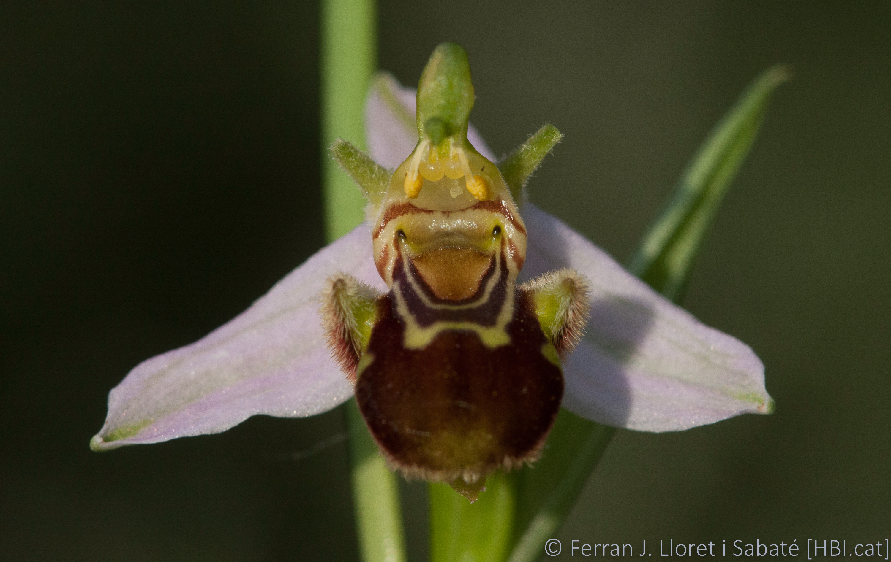 Ophrys apifera,