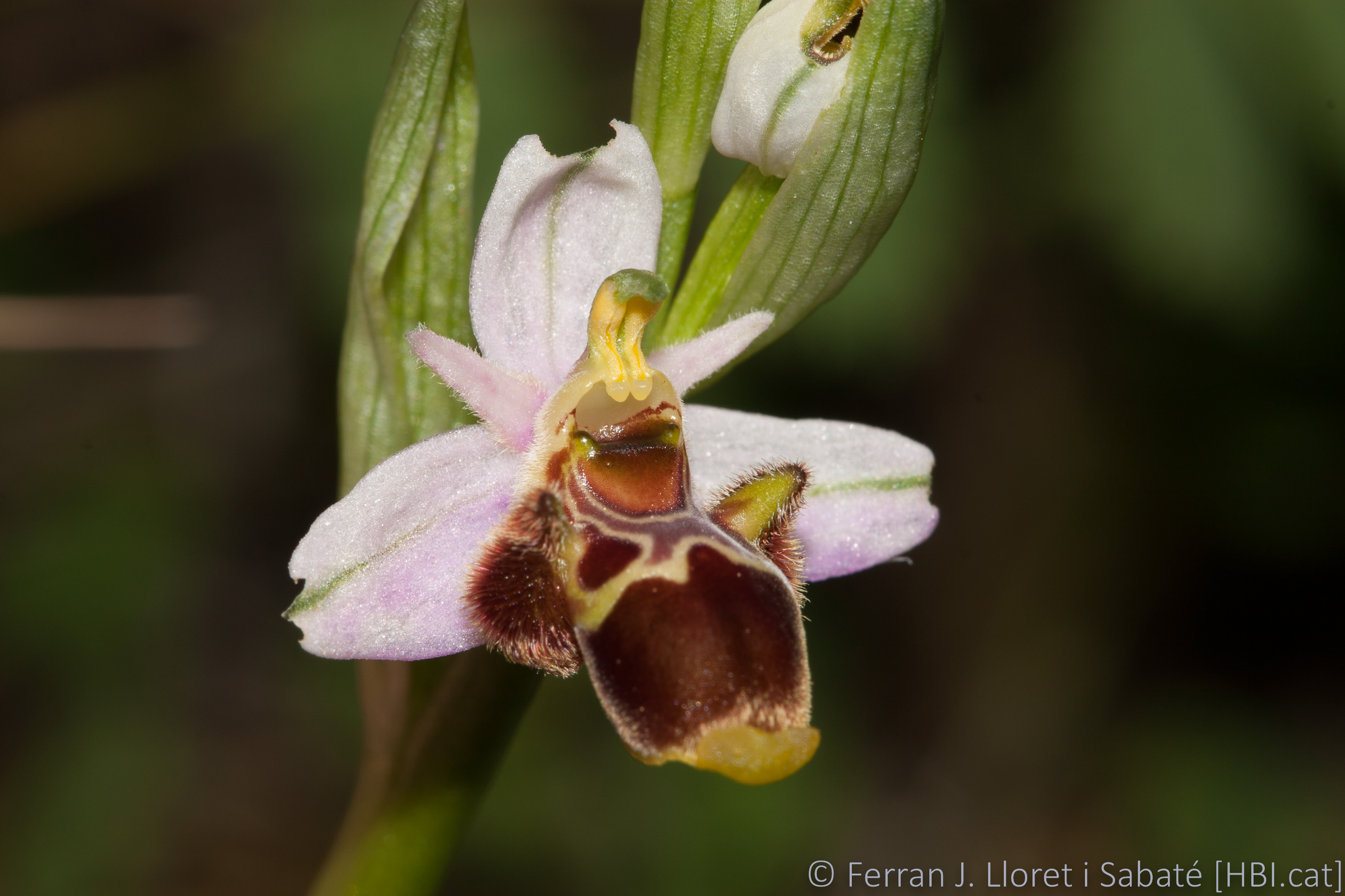 Ophrys scolopax,