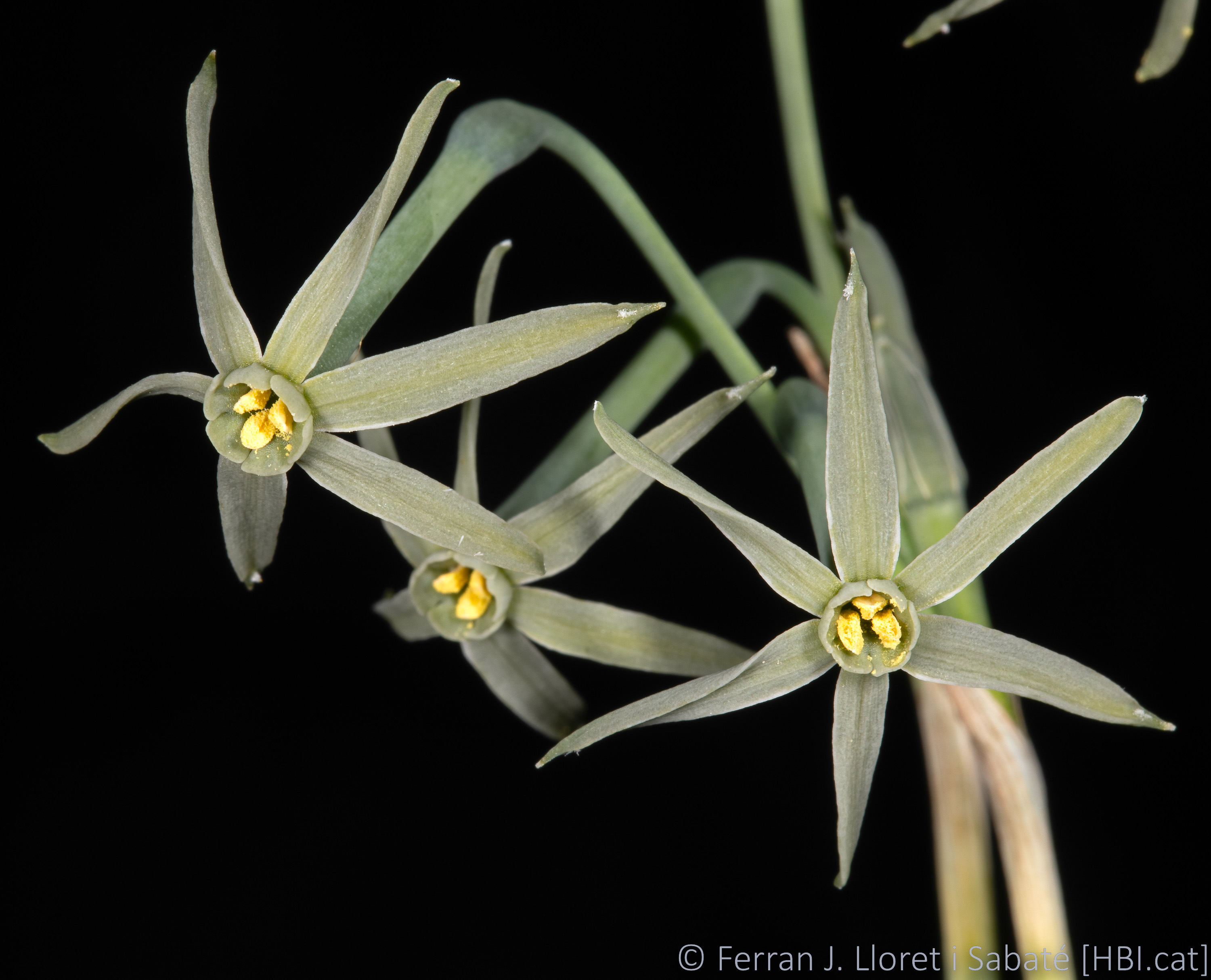 Narcissus viridiflorus,